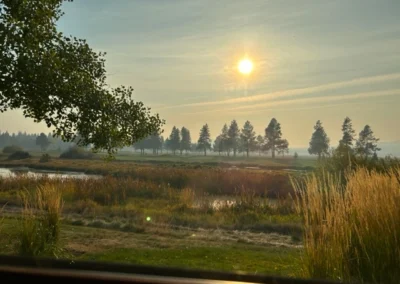 Oregon Geriatrics Society 2024 Conference - The setting sun seen from a window above an idyllic nature scene, a row of pine trees in the middle distance, a thick forest off to the distant left, the boughs of a leafy green tree in the foreground, nearby marshland