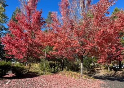 Oregon Geriatrics Society 2025 Conference - A pair of red maples with several evergreen trees in the background and a pile of fallen leaves in the foreground
